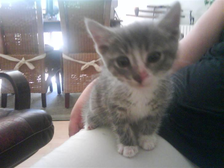 Blanding af racer O'mally - Velkommen til O´mally´s profil billede 1