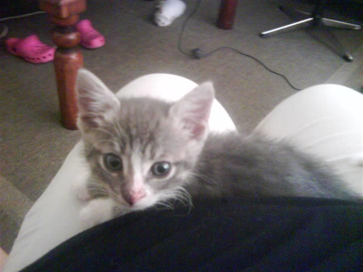 Blanding af racer O'mally billede 2