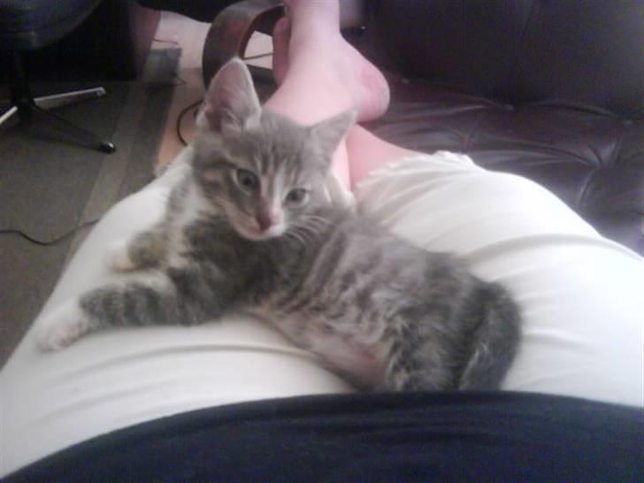 Blanding af racer O'mally billede 3