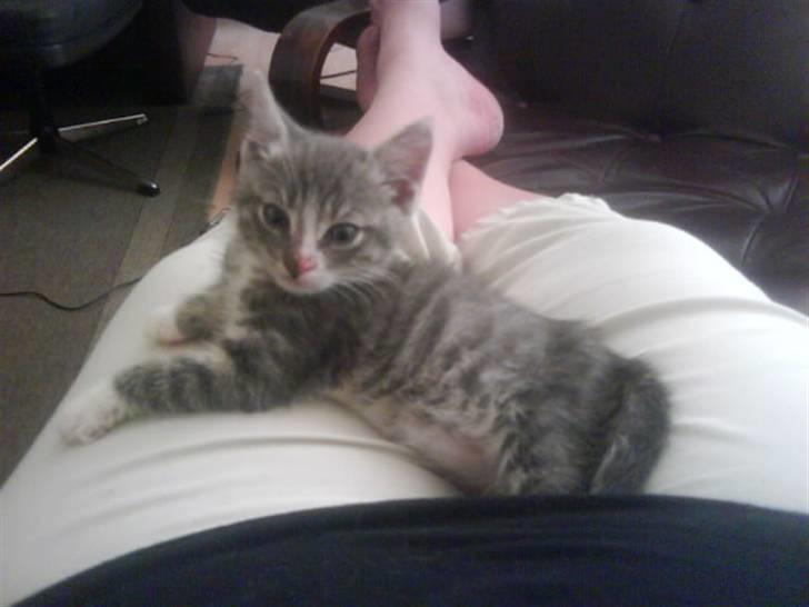 Blanding af racer O'mally billede 4