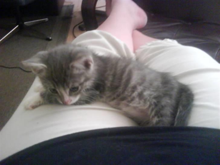 Blanding af racer O'mally billede 5