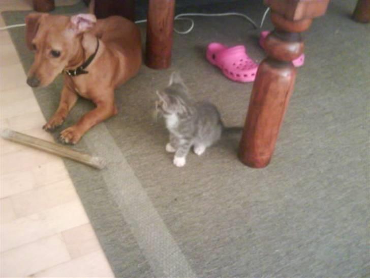 Blanding af racer O'mally billede 6