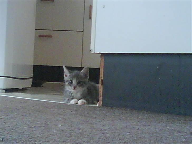 Blanding af racer O'mally billede 7