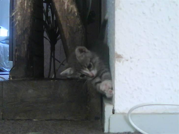 Blanding af racer O'mally billede 8