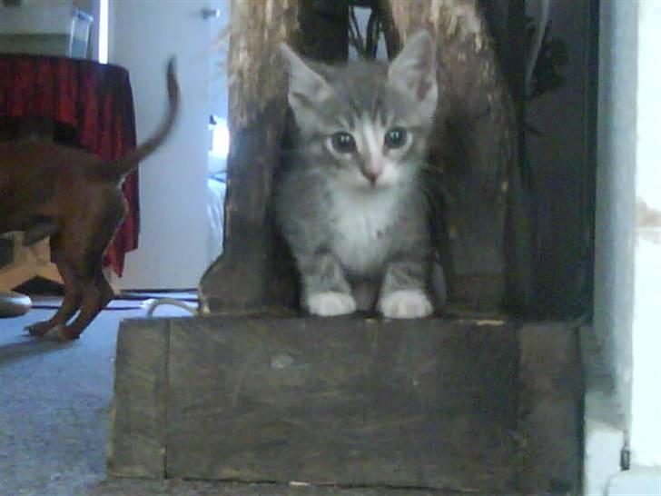 Blanding af racer O'mally billede 9