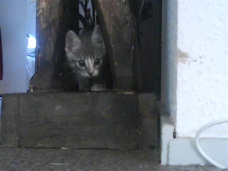 Blanding af racer O'mally billede 10