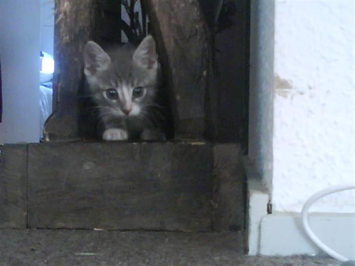 Blanding af racer O'mally billede 11