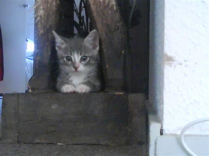 Blanding af racer O'mally billede 12