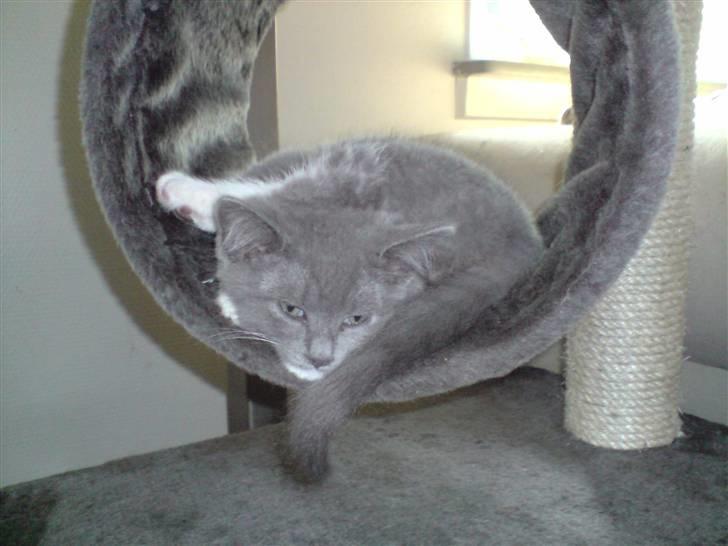 Huskat Tiger billede 5