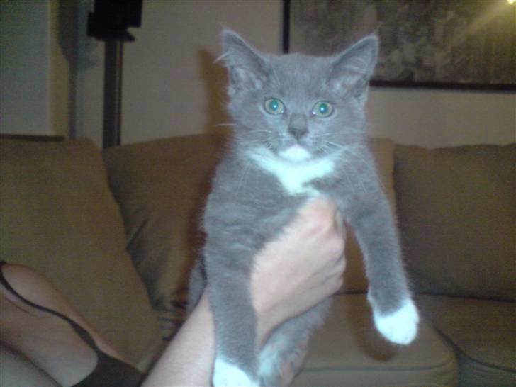 Huskat Tiger billede 6