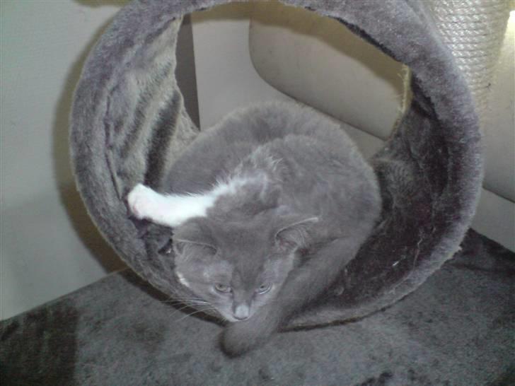 Huskat Tiger billede 7