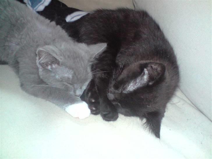 Huskat Tiger billede 8