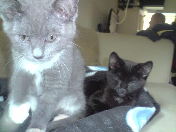 Huskat Tiger billede 9