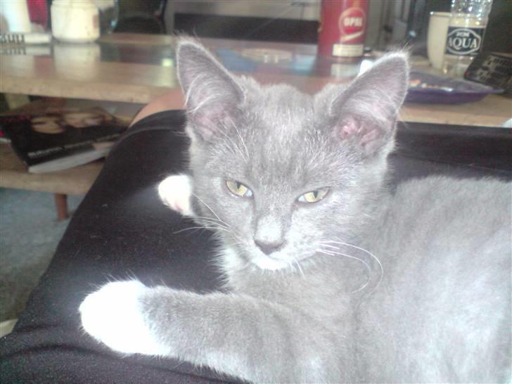 Huskat Tiger billede 10