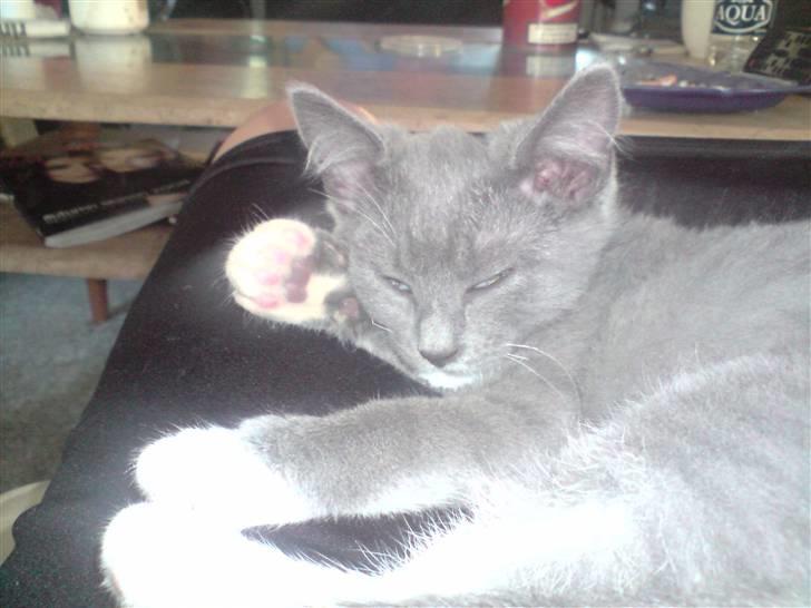 Huskat Tiger billede 11