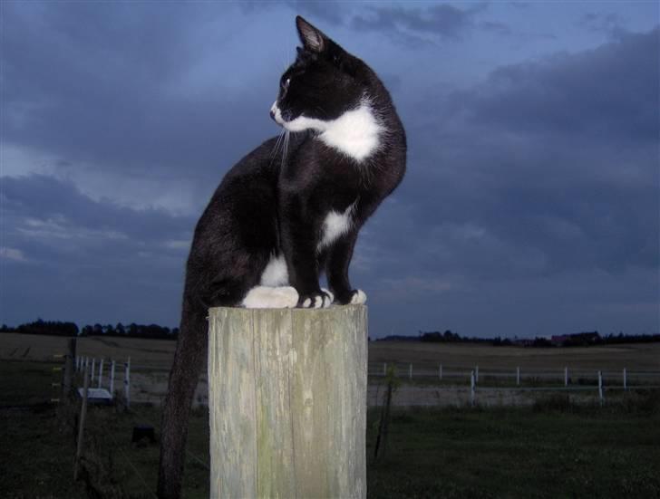 Huskat Sofus - Sofus holder udkig over markerne. billede 1