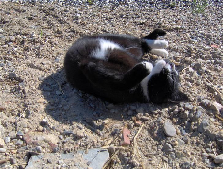 Huskat Sofus - Sofus tager solbad billede 2