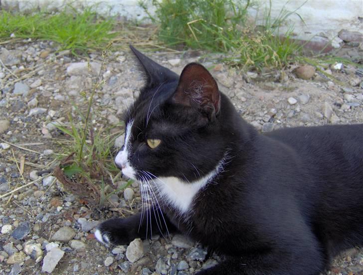 Huskat Sofus billede 3