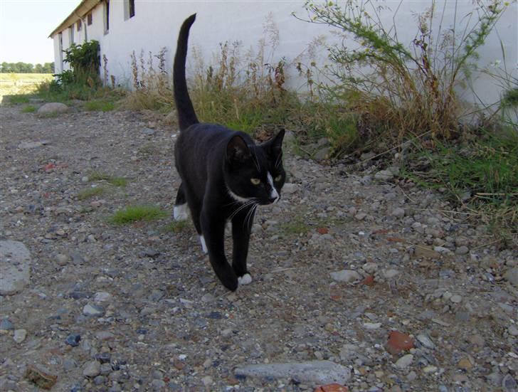 Huskat Sofus billede 4