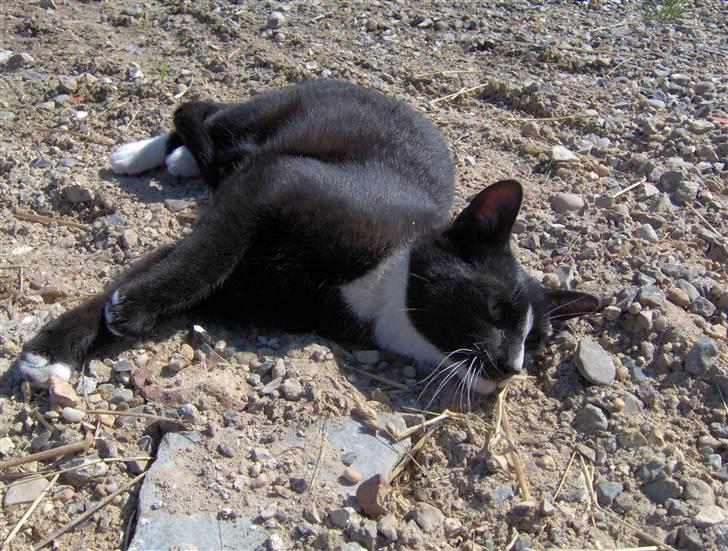 Huskat Sofus billede 5