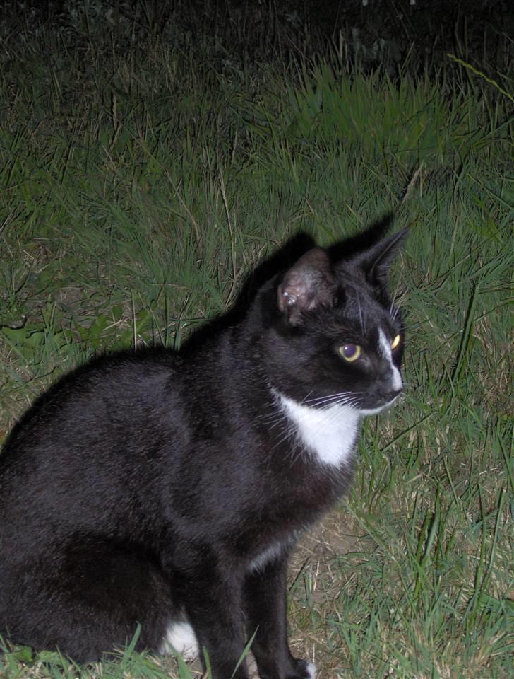 Huskat Sofus billede 6