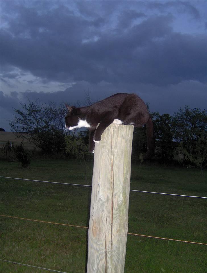 Huskat Sofus - Sofus der tror man kan ligge alle steder uden at falde ned billede 7