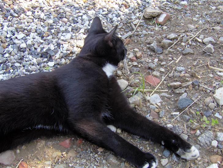 Huskat Sofus billede 8