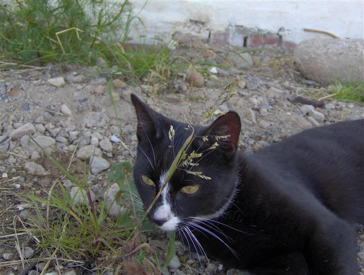 Huskat Sofus billede 9