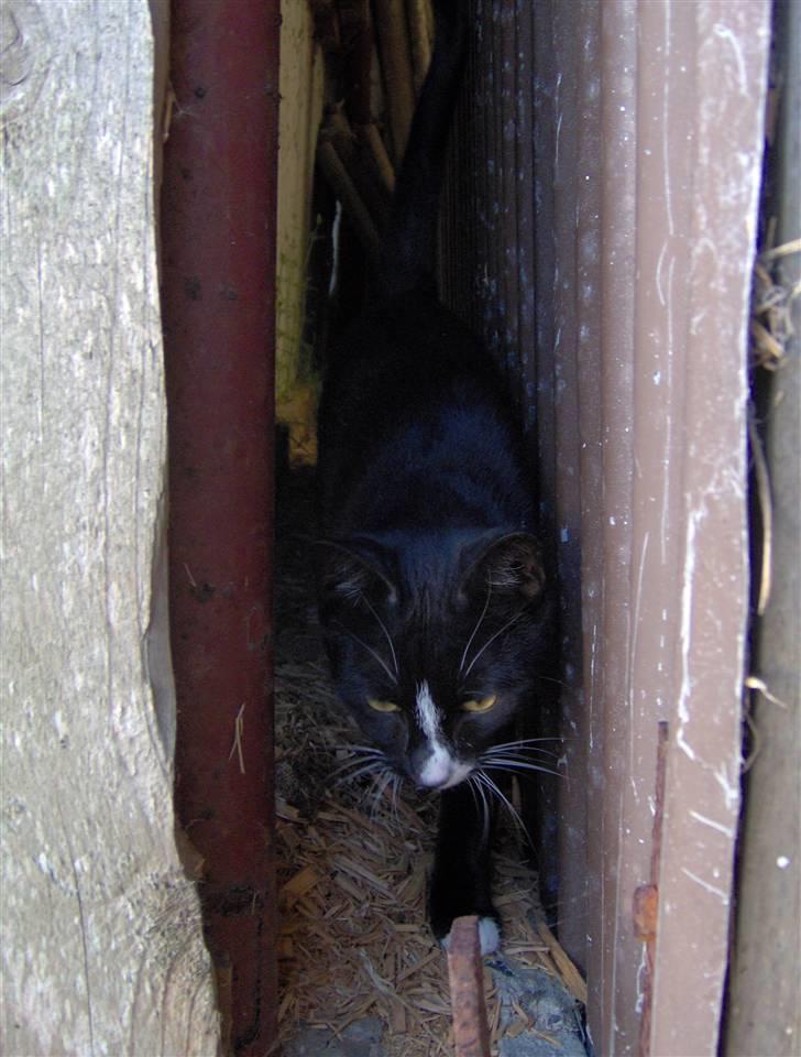 Huskat Sofus - Sofus i laden billede 10