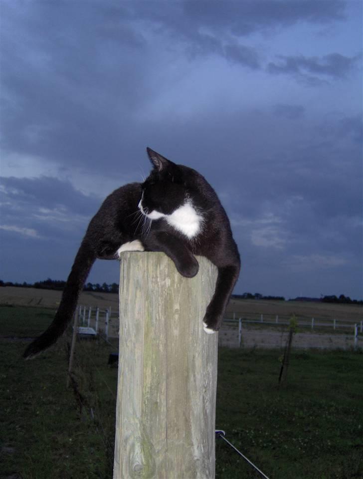 Huskat Sofus billede 11