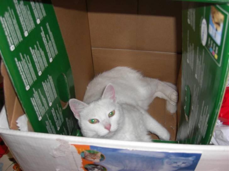 Huskat Tulle billede 17