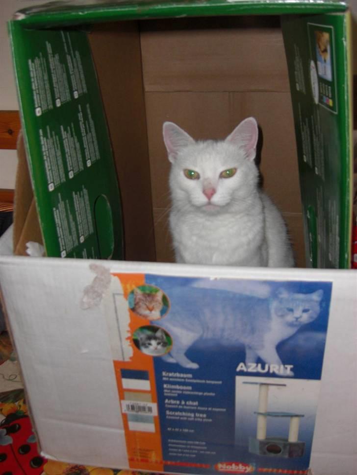 Huskat Tulle billede 18