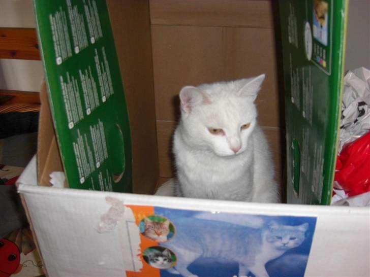 Huskat Tulle billede 19