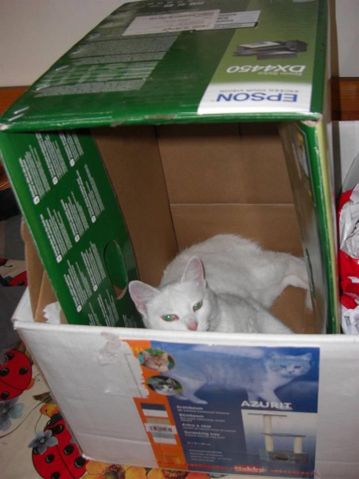 Huskat Tulle billede 20