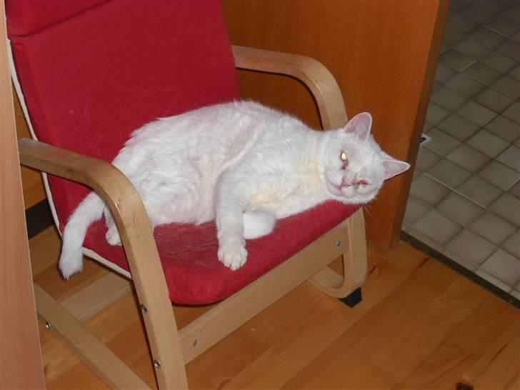 Huskat Manse Aka. Sælen ;) billede 13