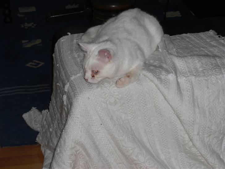 Huskat Manse Aka. Sælen ;) billede 14