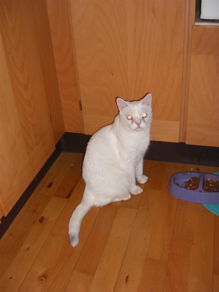 Huskat Manse Aka. Sælen ;) billede 15