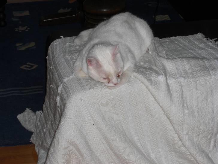 Huskat Manse Aka. Sælen ;) billede 16