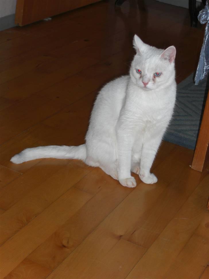 Huskat Manse Aka. Sælen ;) billede 17