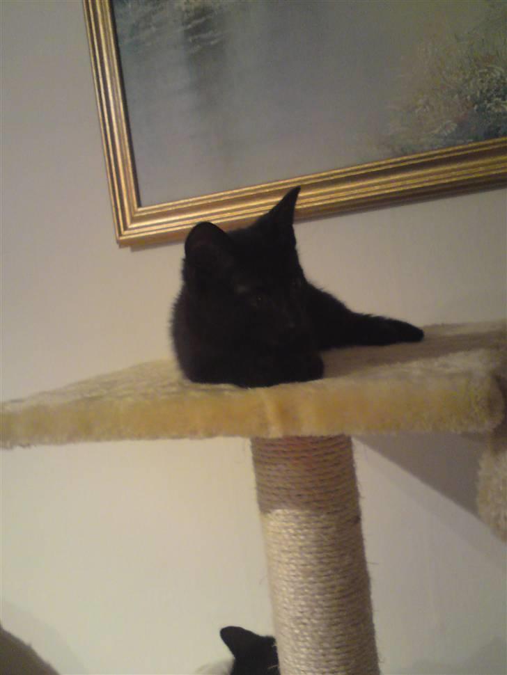 Blanding af racer Sorte slyngel billede 3