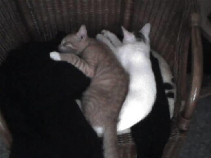 Blanding af racer speedy R.I.P. billede 2