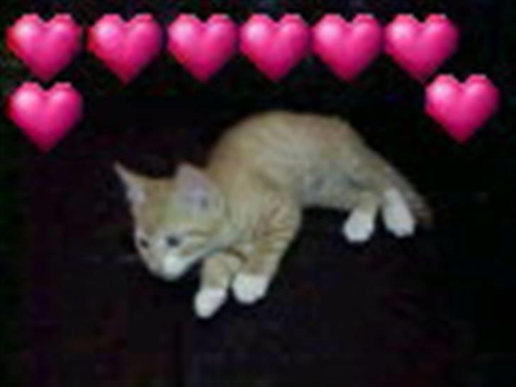 Blanding af racer speedy R.I.P. billede 3