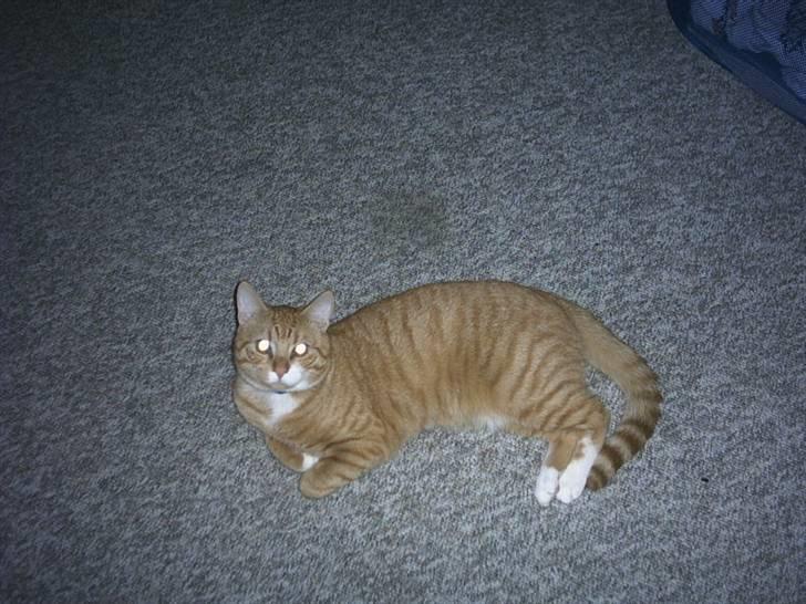 Blanding af racer speedy R.I.P. billede 4