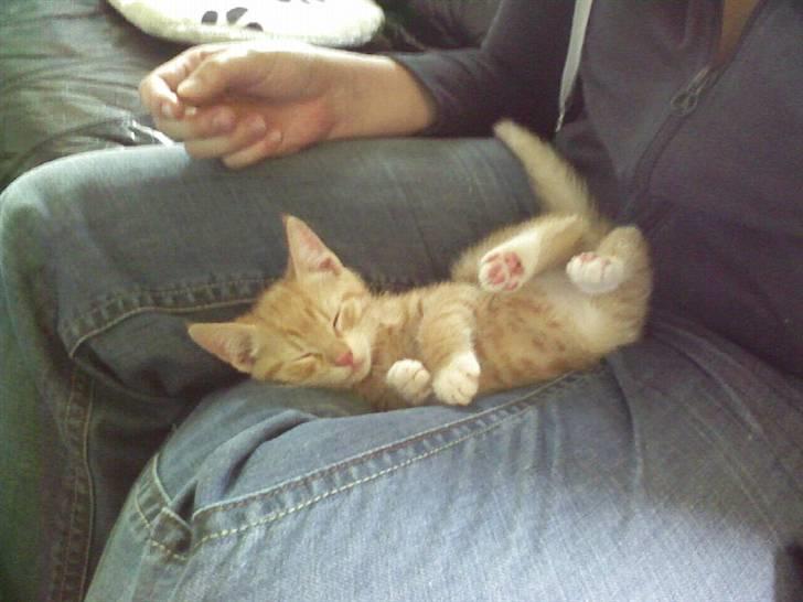 Blanding af racer speedy R.I.P. billede 5