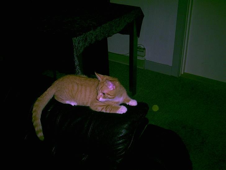 Blanding af racer speedy R.I.P. billede 6