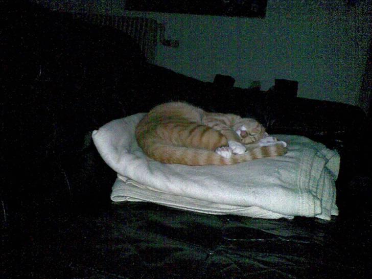 Blanding af racer speedy R.I.P. billede 7