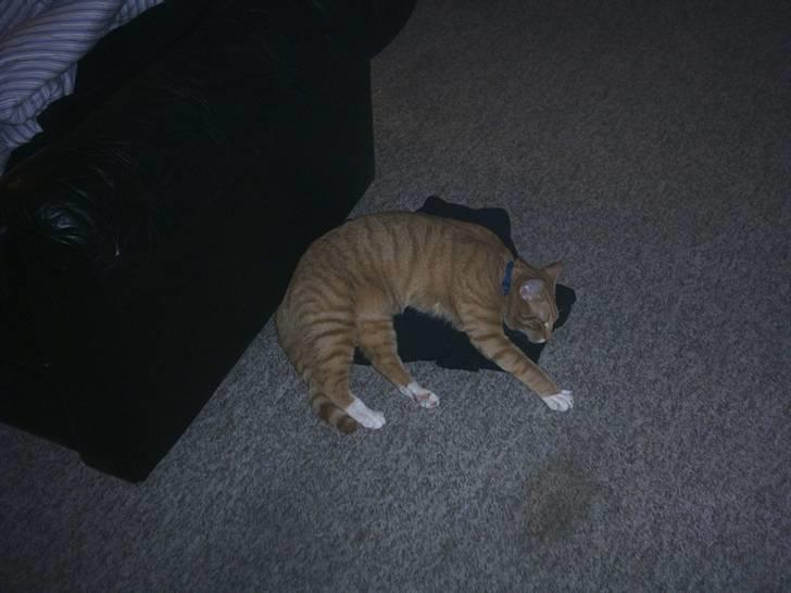 Blanding af racer speedy R.I.P. billede 8