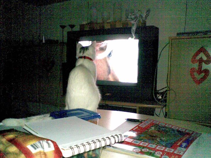 Blanding af racer Mille R.I.P. billede 2