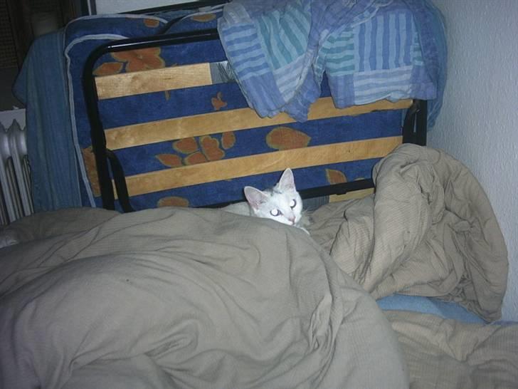 Blanding af racer Mille R.I.P. billede 4