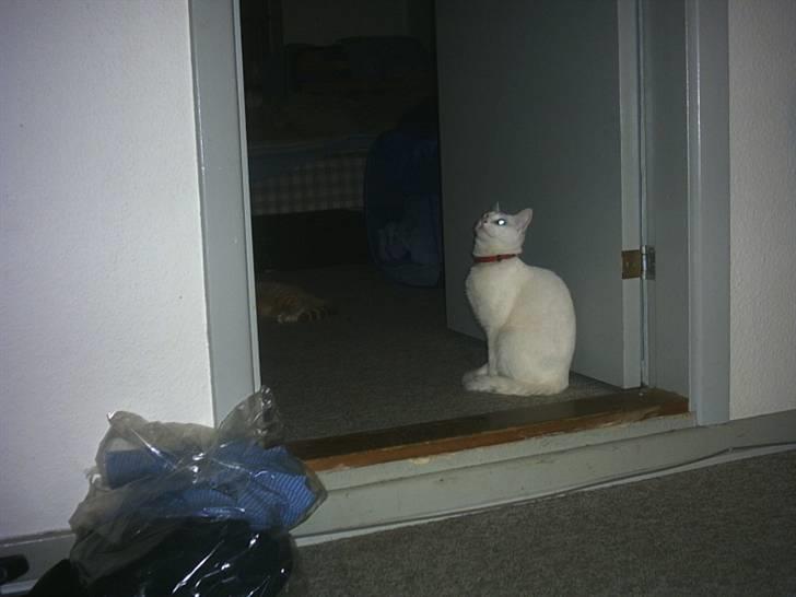 Blanding af racer Mille R.I.P. billede 5